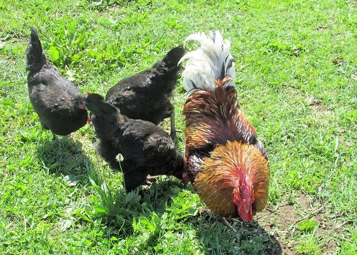 Maderebner * Grobming