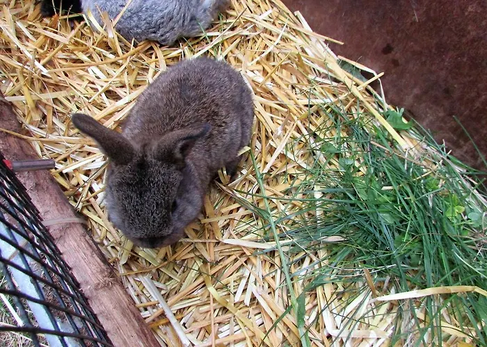 Maderebner Apartment *