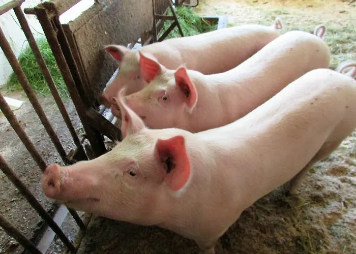 Maderebner شقة غوربمينغ